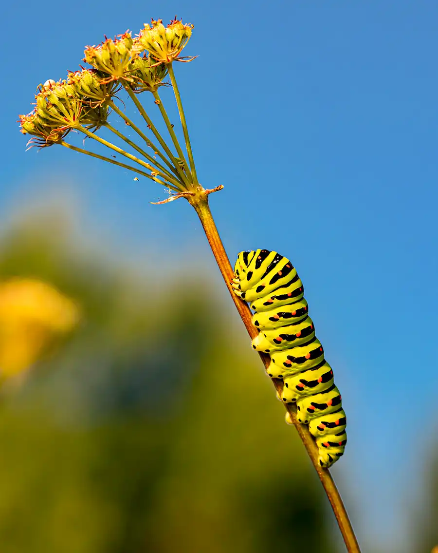 Caterpillar 2 erik-karits-r66truBLDU4-unsplash