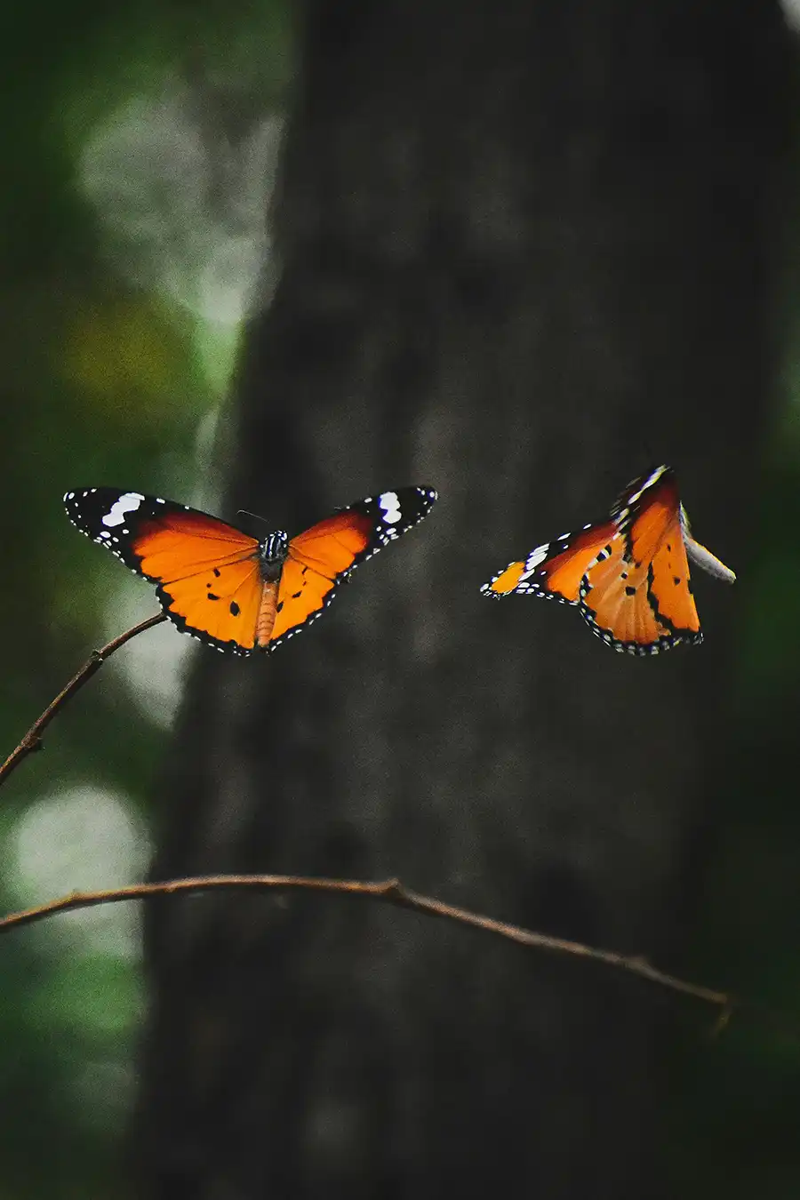 Flying Butterflies navi-ZGiJLg6cCXg-unsplash copy