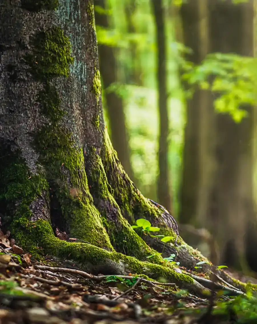 No. 3 ROOTS-AdobeStock_825840564_Preview Flying Butterflies navi-ZGiJLg6cCXg-unsplash copy