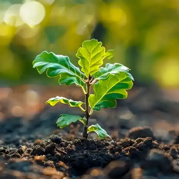 an oak tree sapling sprouts from the earth