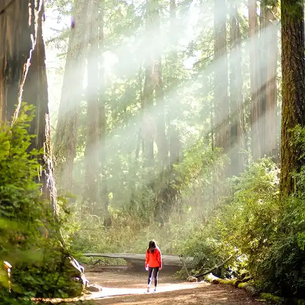 Woman standing in old growth redwood forest with light streaming through the trees